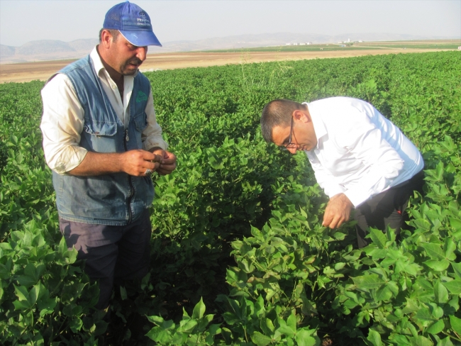 Gaziantep'te pamuk hasadı hazırlığı